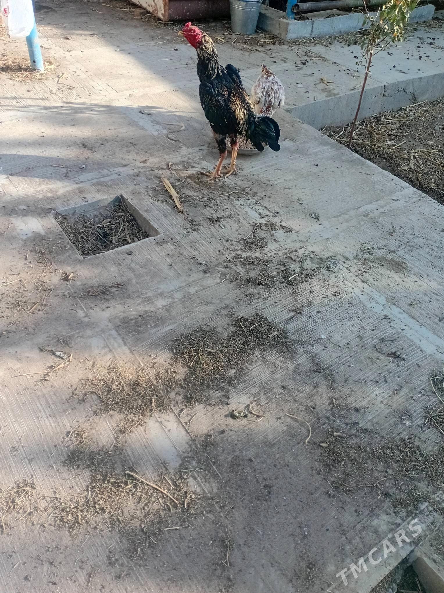 horaz - Türkmenabat - img 1