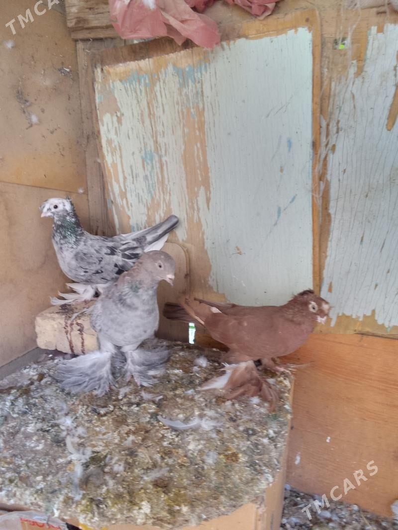 kepderi - Мары - img 2