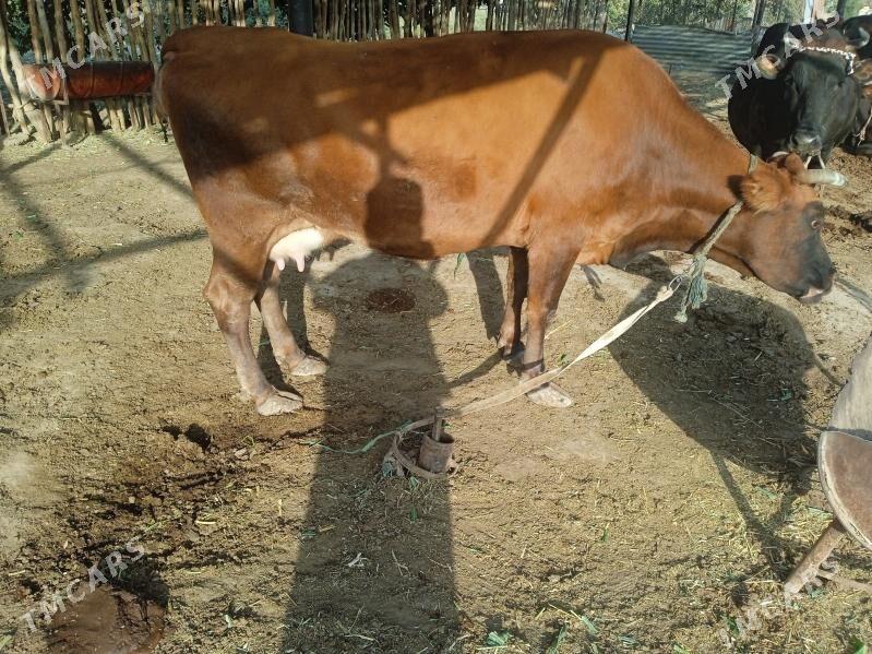 sygyr - Мары - img 4