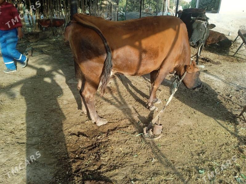 sygyr - Мары - img 5