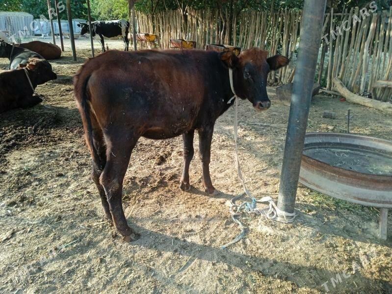 sygyr - Мары - img 3