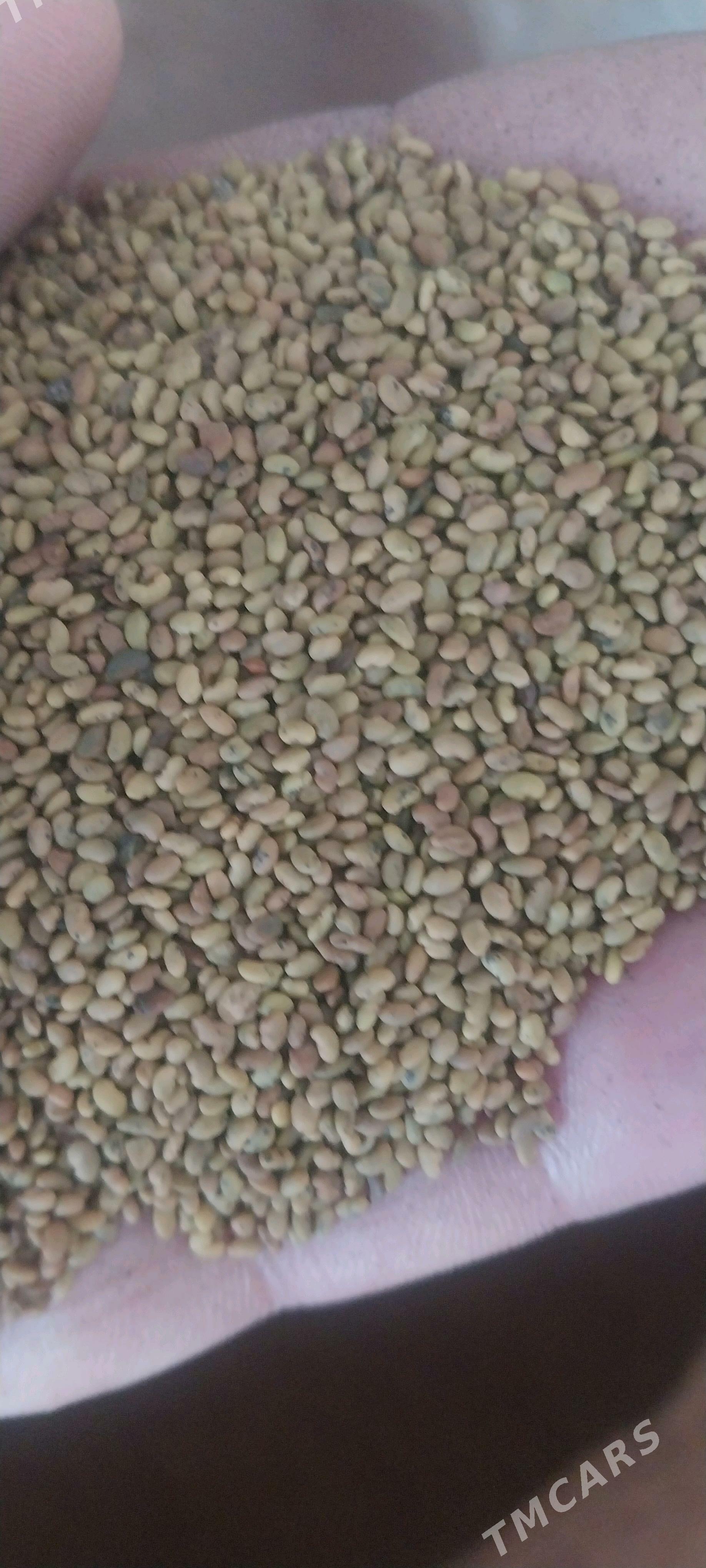 yorunja tohum - Халач - img 1