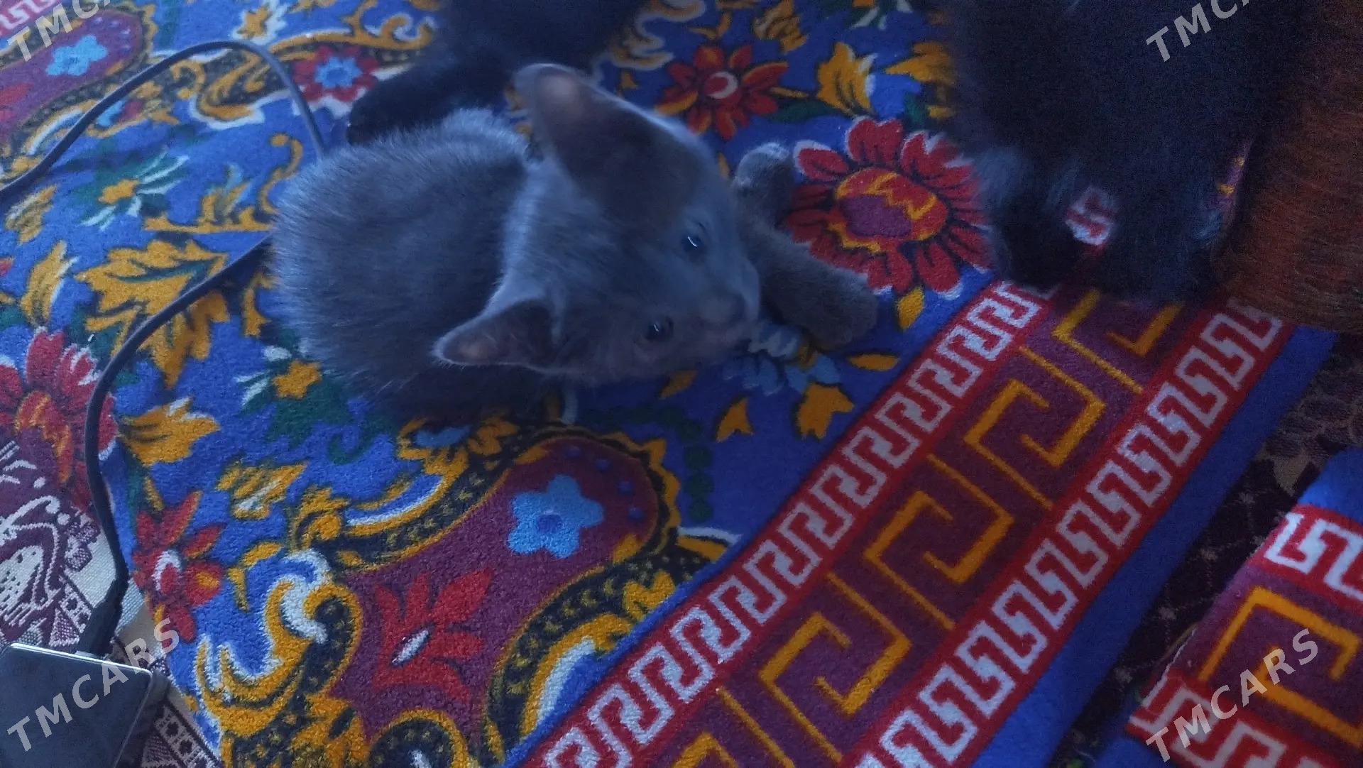 Pişijekler - Daşoguz - img 3