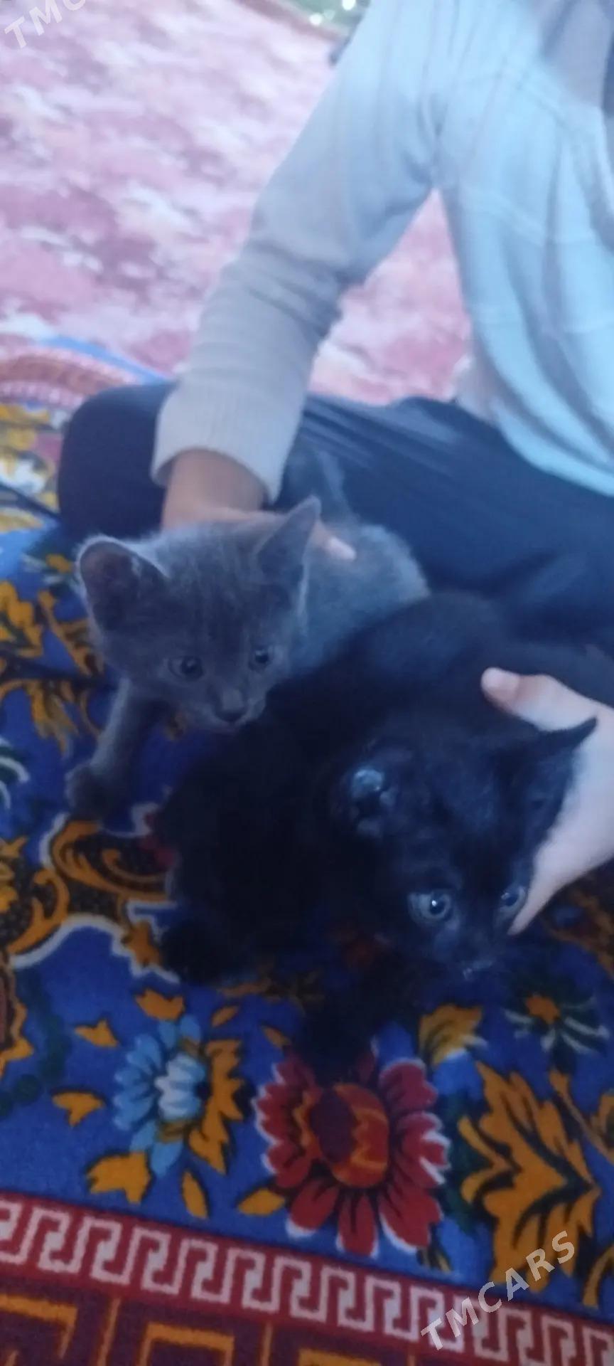 Pişijekler - Daşoguz - img 2