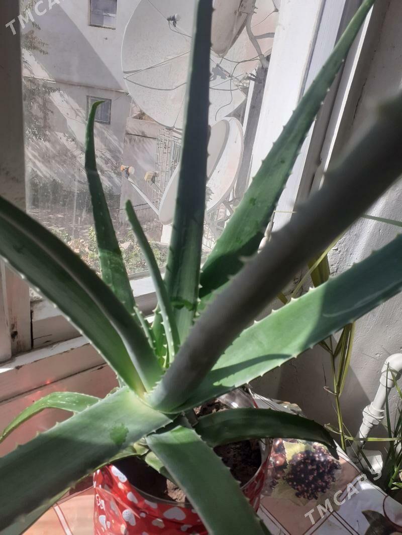 Алоэ вера - Туркменабат - img 3