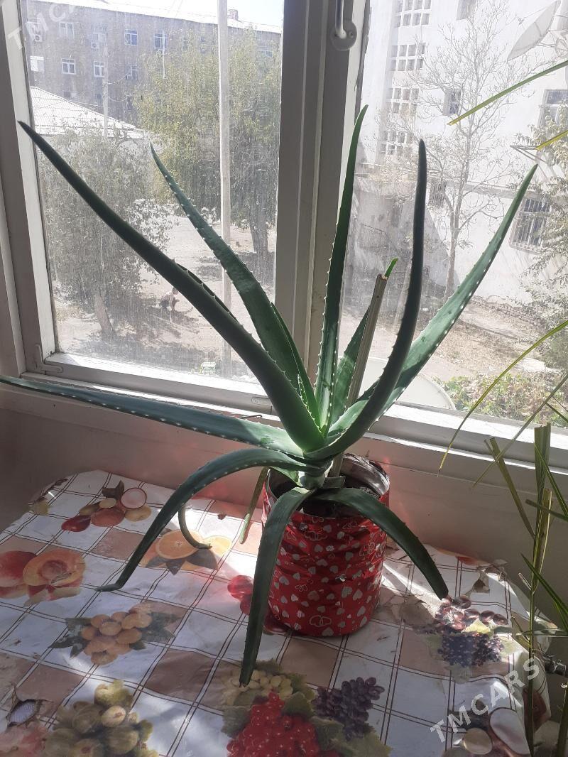 Алоэ вера - Туркменабат - img 2