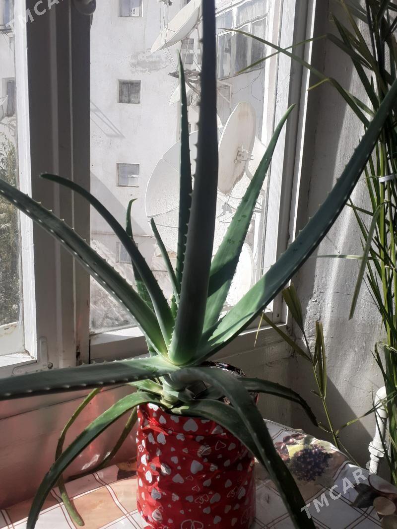 Алоэ вера - Türkmenabat - img 1