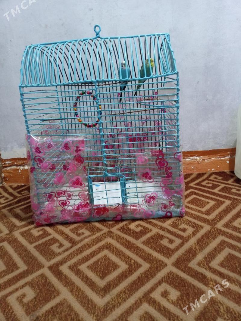 Popugay gus - Mary - img 4