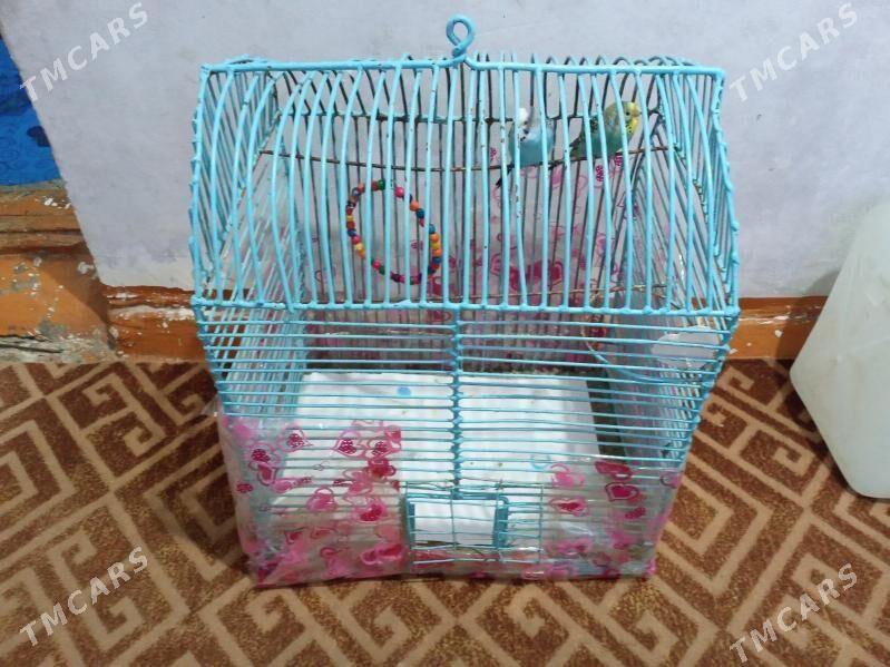 Popugay gus - Mary - img 1