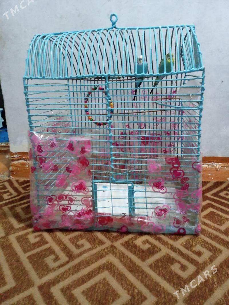 Popugay gus - Mary - img 2