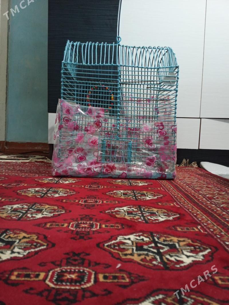 Popugay gus - Mary - img 3