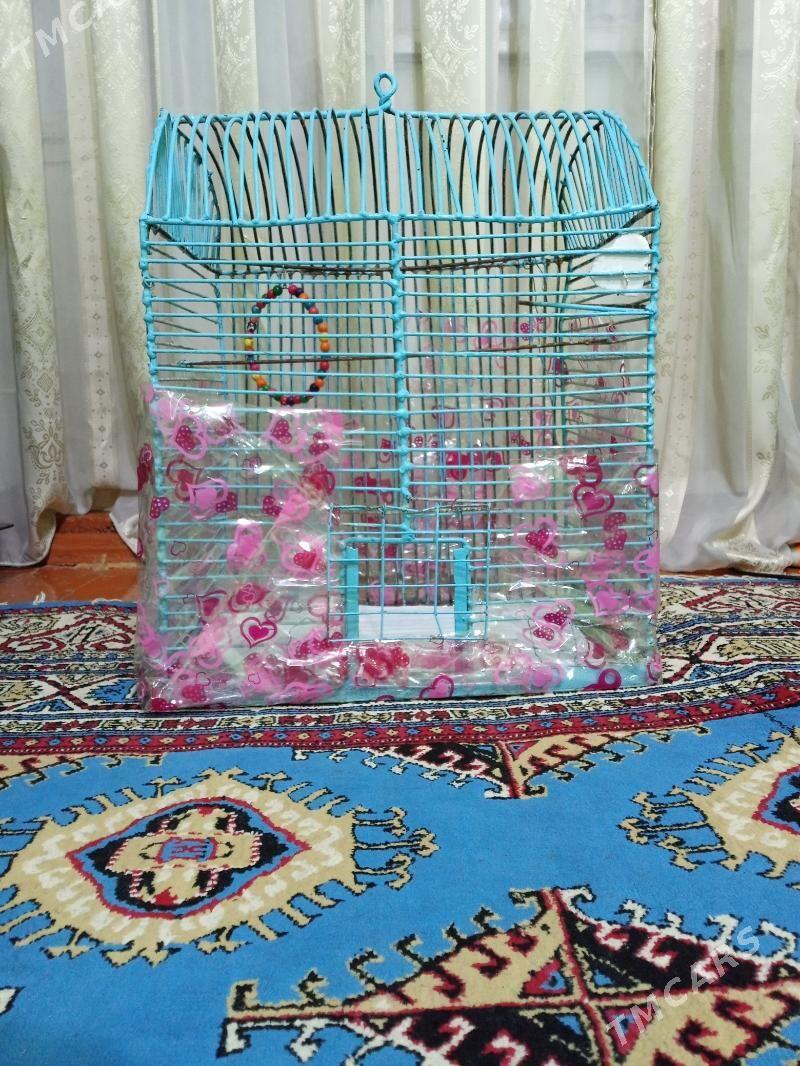 Popugay gus - Mary - img 5