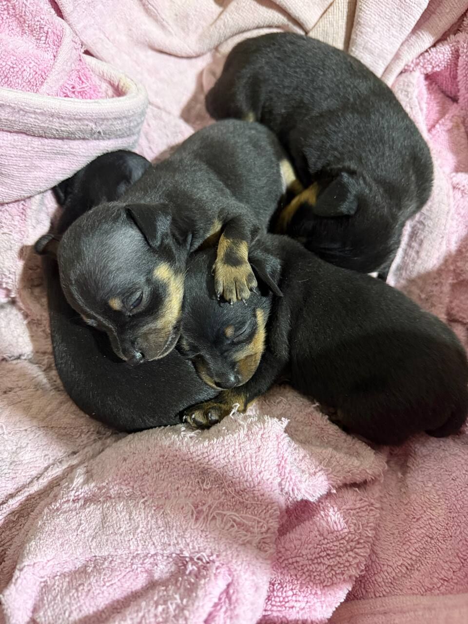 Пражский крысарик - Aşgabat - img 2