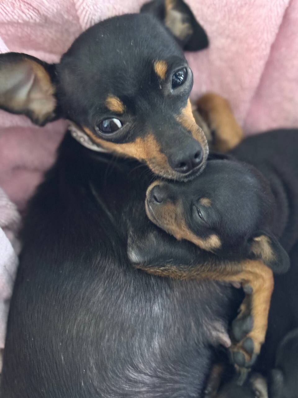 Пражский крысарик - Aşgabat - img 1