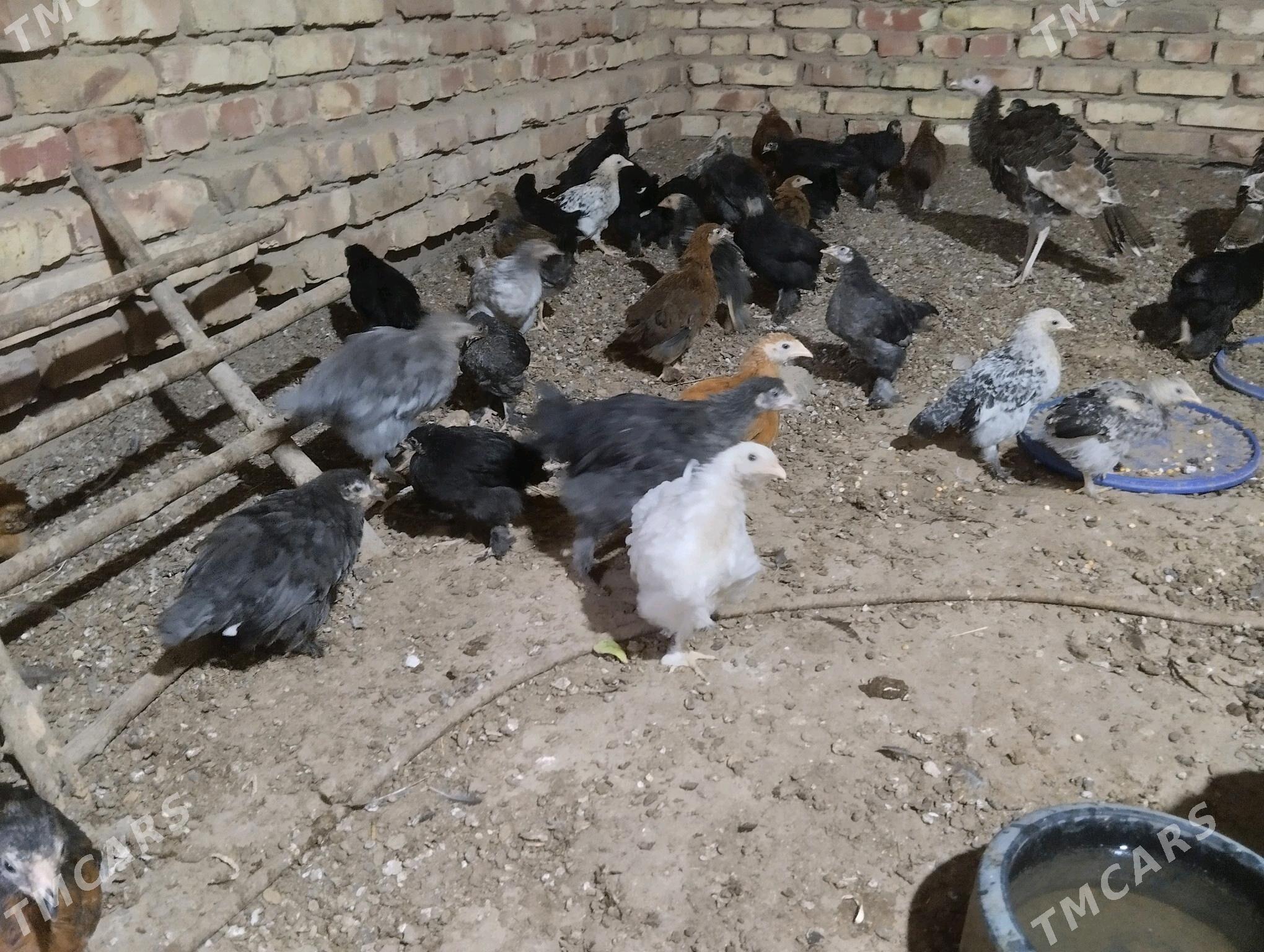 balakly juje - Sakarçäge - img 3