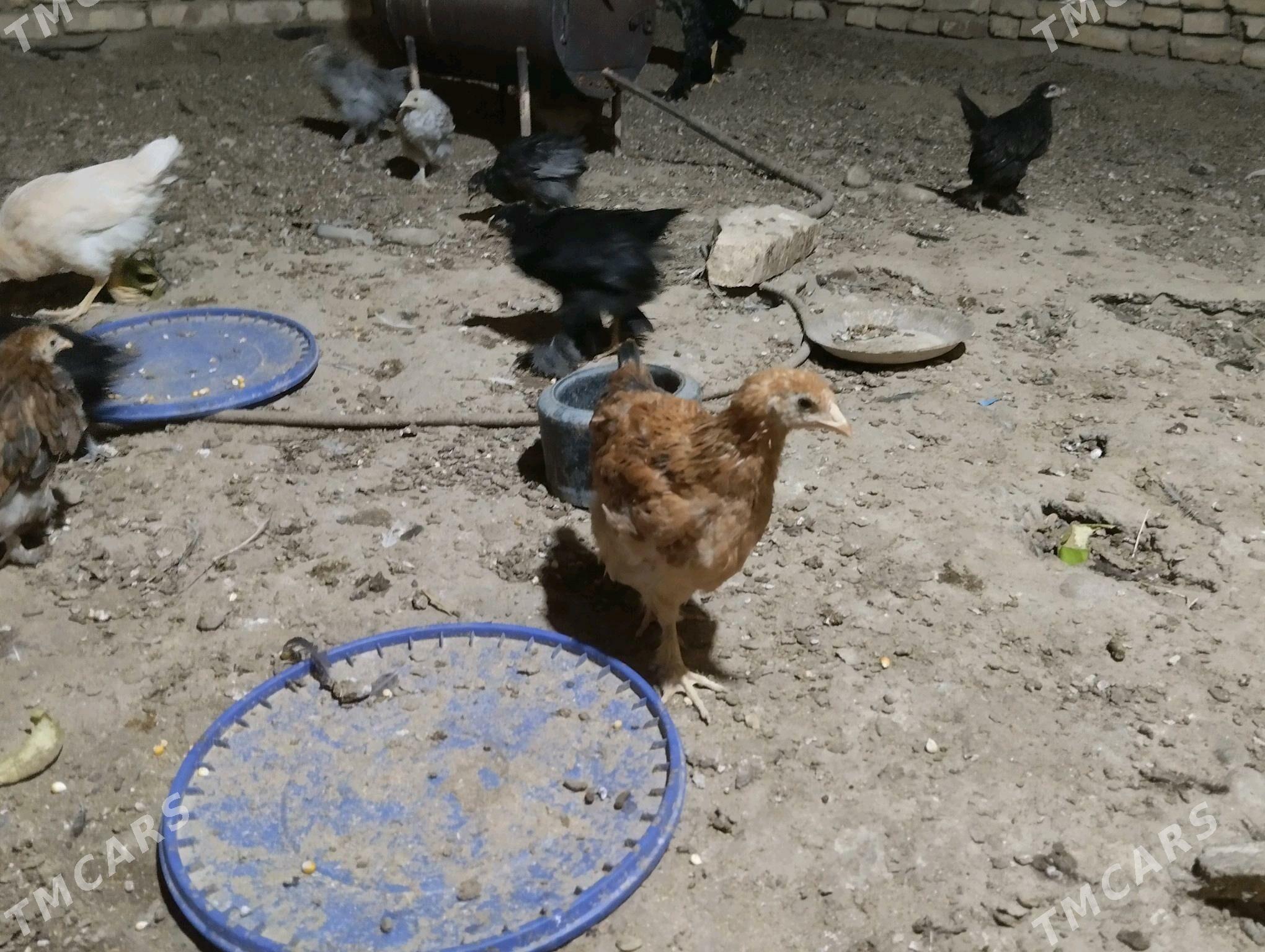 balakly juje - Sakarçäge - img 2