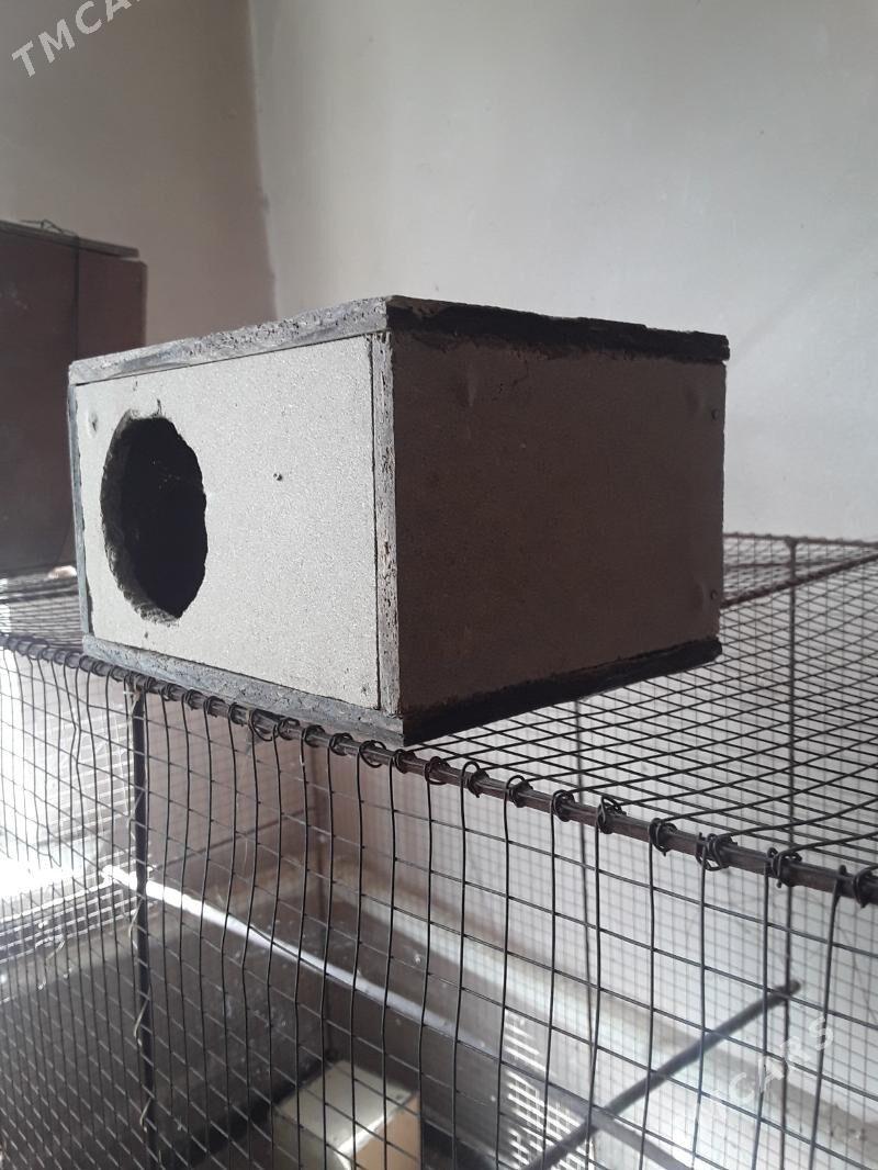 КЛЕТКА ДЛЯ ПТИЦ - Daşoguz - img 3