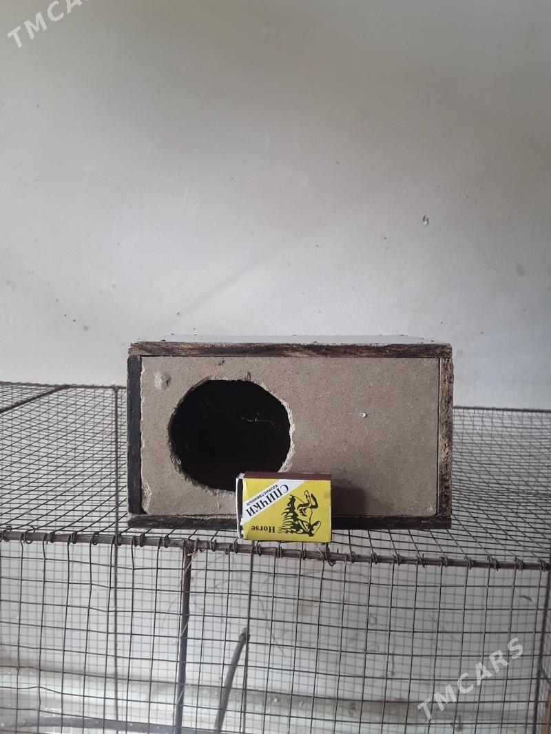 КЛЕТКА ДЛЯ ПТИЦ - Daşoguz - img 4