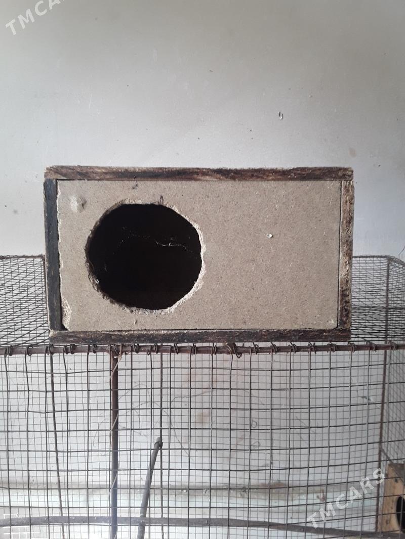 КЛЕТКА ДЛЯ ПТИЦ - Daşoguz - img 1