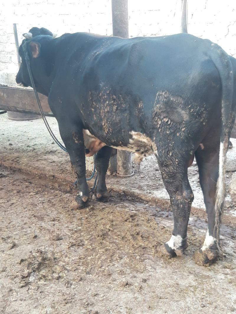 Окуз - Гуртли - img 2