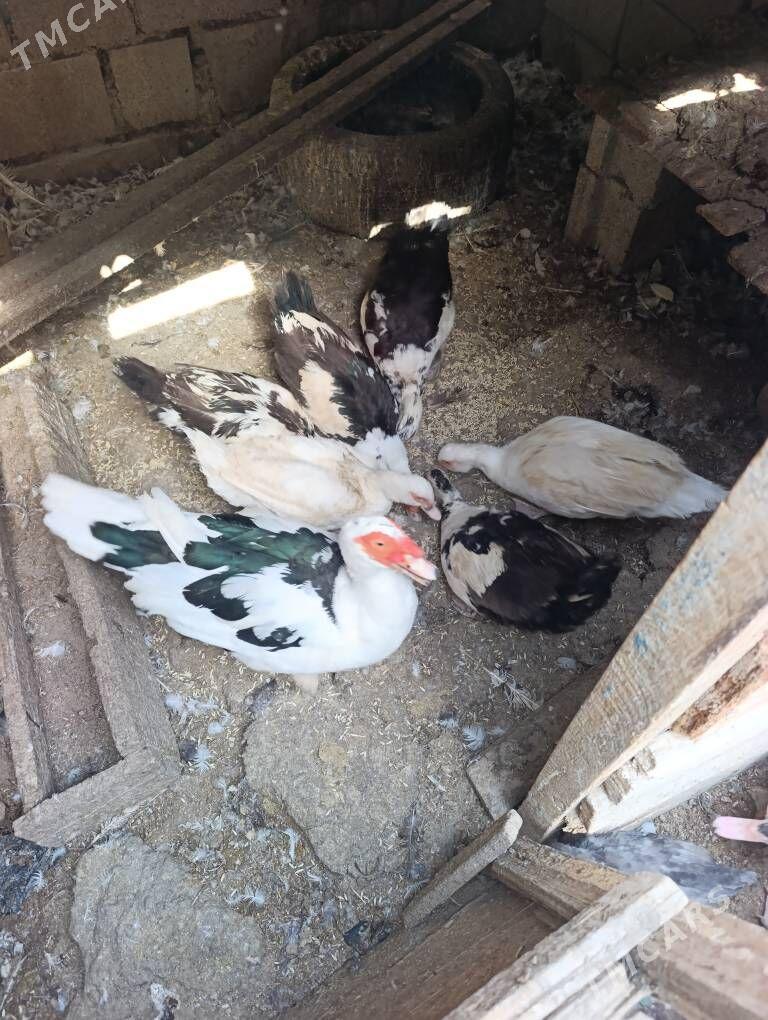 Ordek indautka erkegi 200 m - Gyzylarbat - img 1