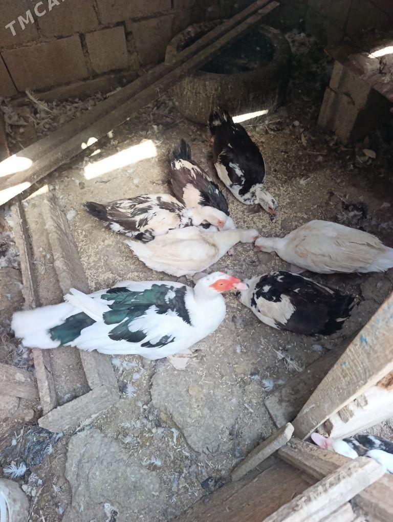 Ordek indautka erkegi 200 m - Gyzylarbat - img 2