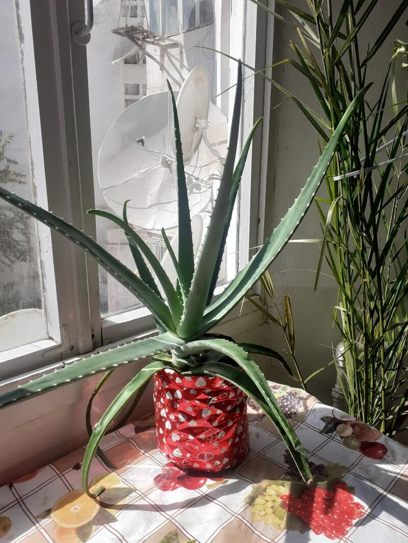 Алоэ вера - Туркменабат - img 4