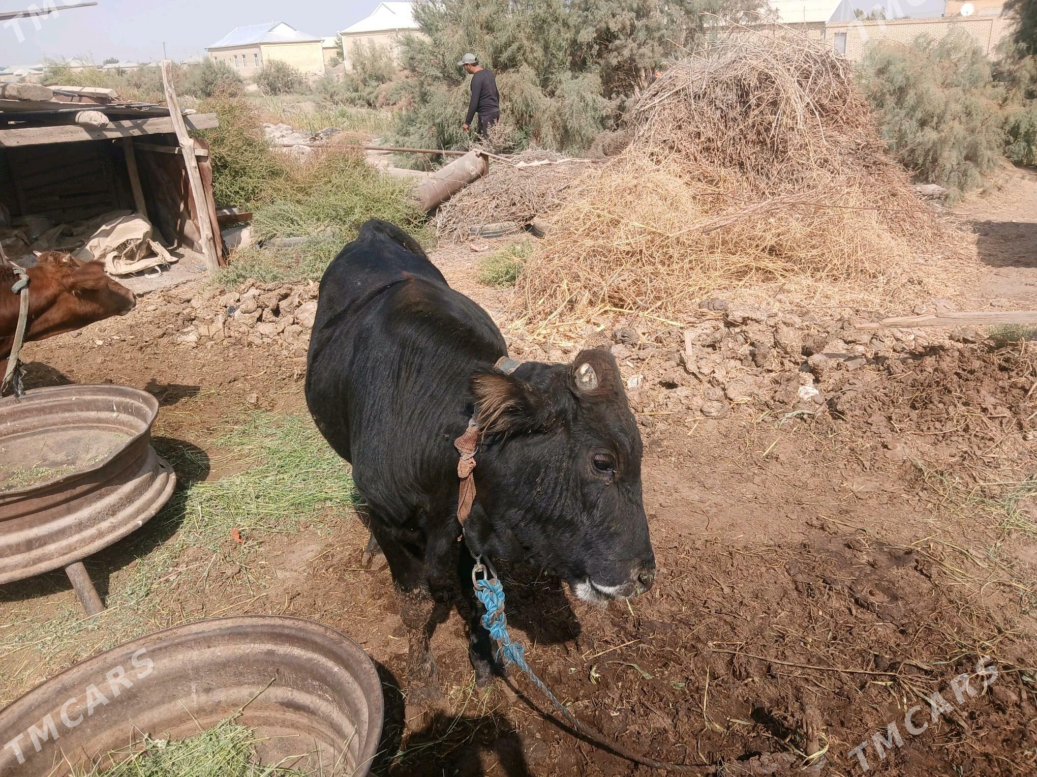 okuzce - Мары - img 3