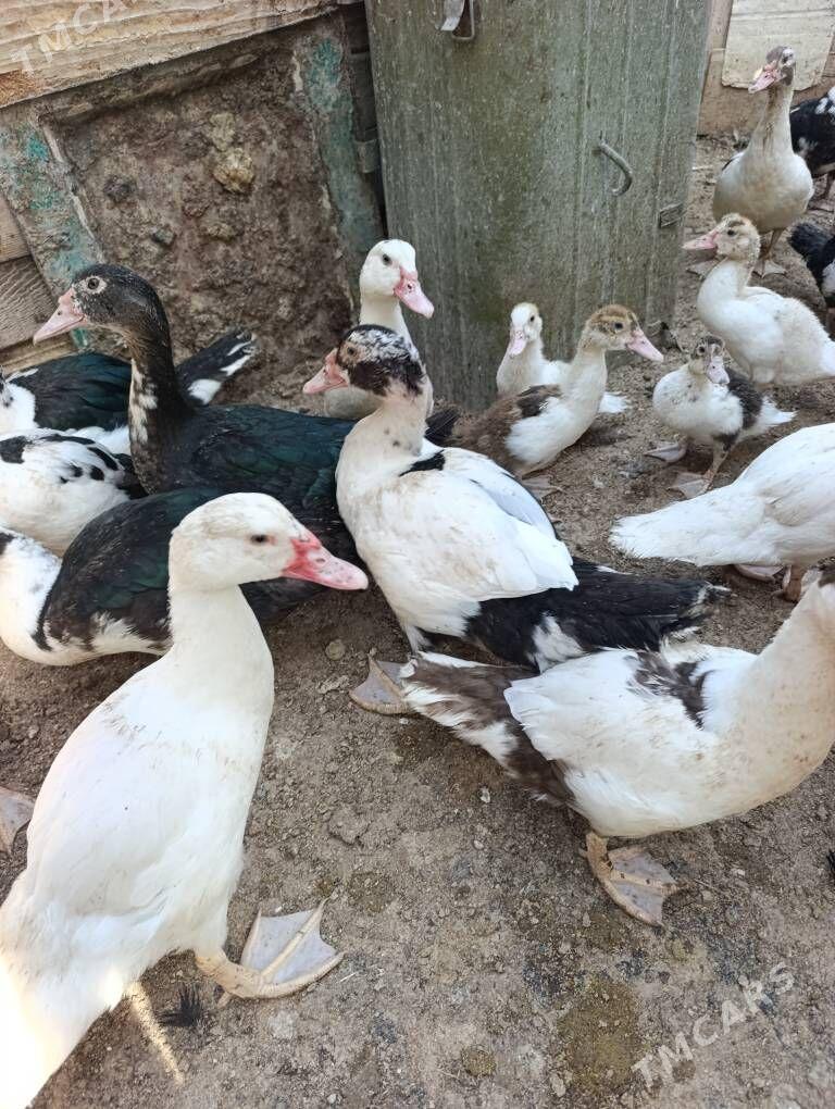 ordek indautka - Gyzylarbat - img 1