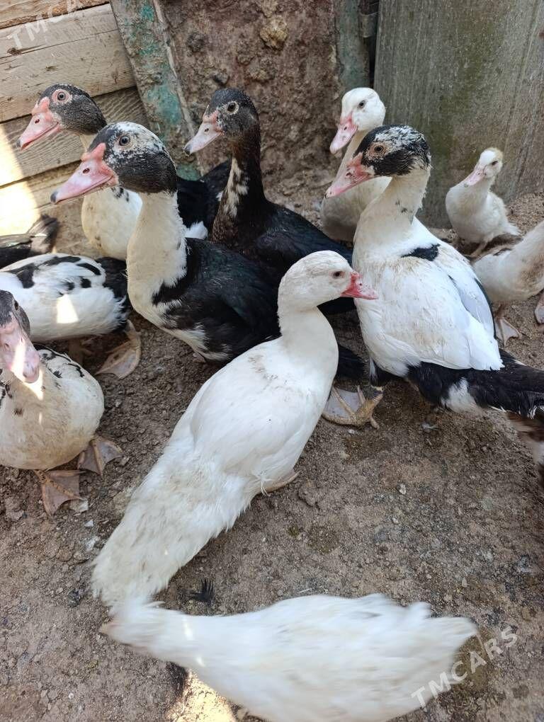 ordek indautka - Gyzylarbat - img 2