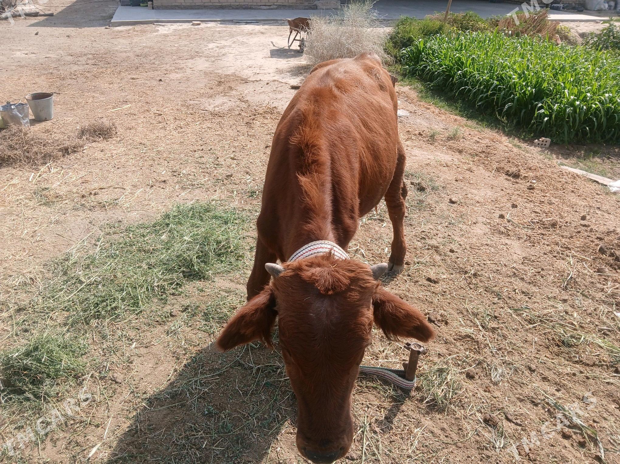 okuzce - Мары - img 4