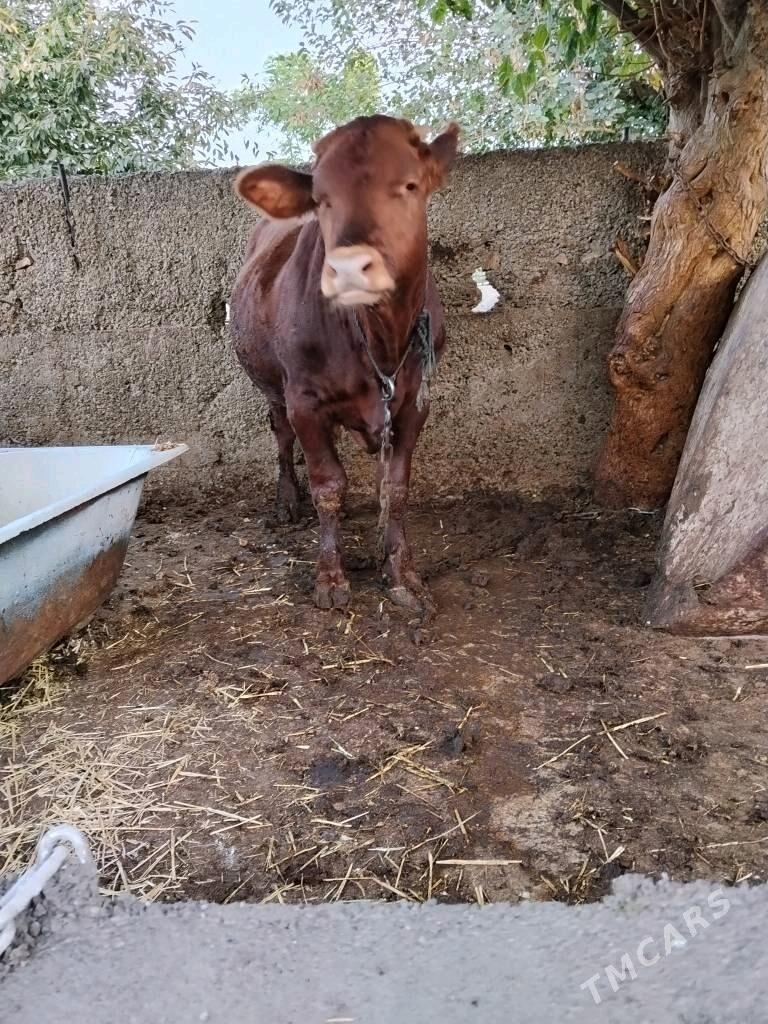 okuz - Köşi - img 3