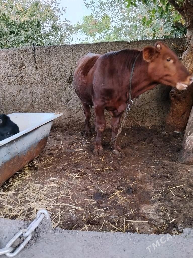 okuz - Köşi - img 2