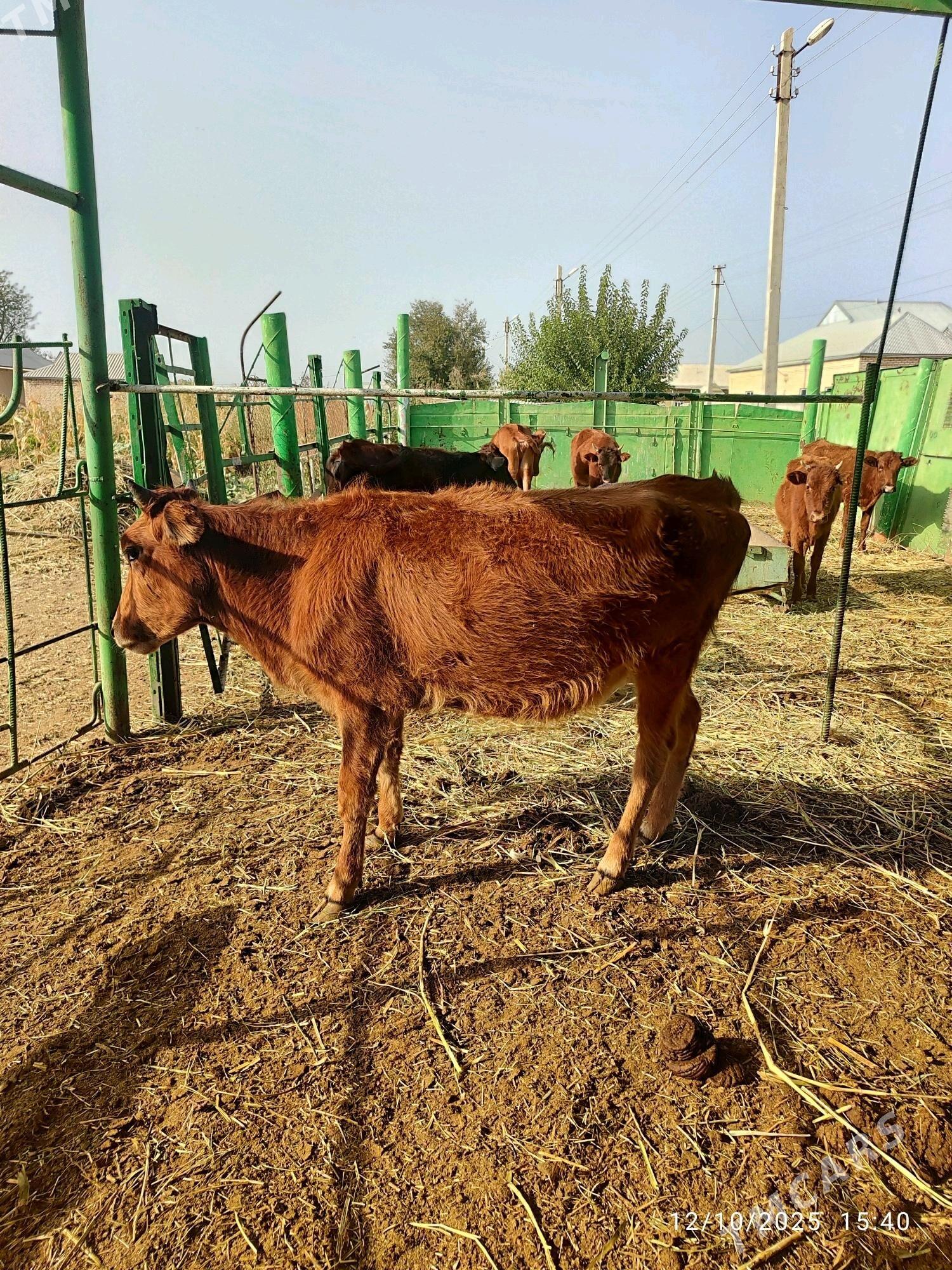 Gulajyn - Векильбазар - img 4