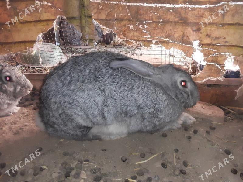 tovsan - Türkmenabat - img 3