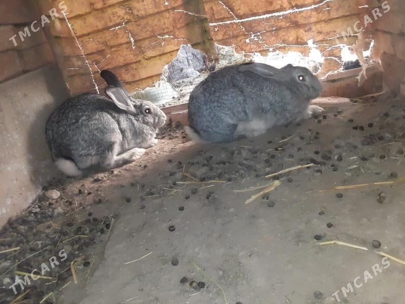 tovsan - Türkmenabat - img 1