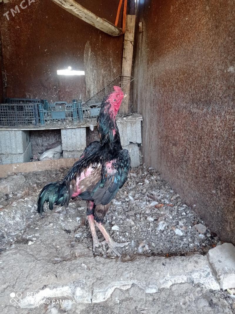 taskent Horaz - Туркменбаши - img 1