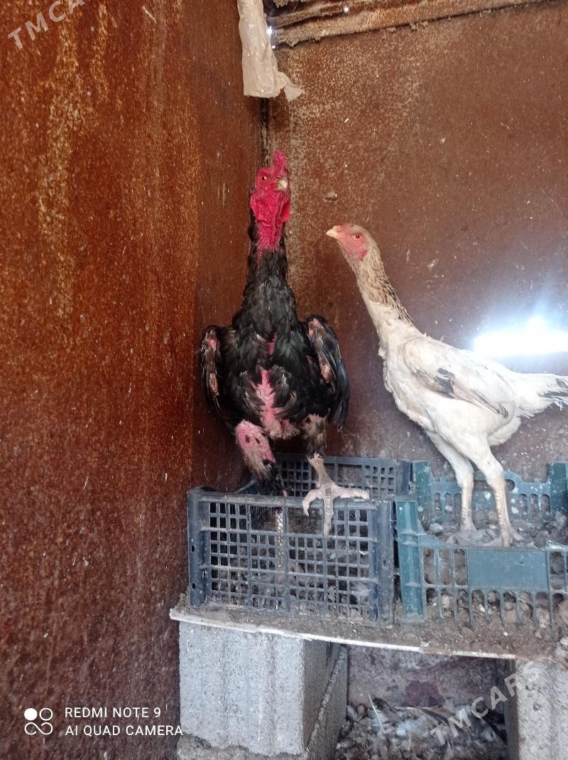 taskent Horaz - Туркменбаши - img 4