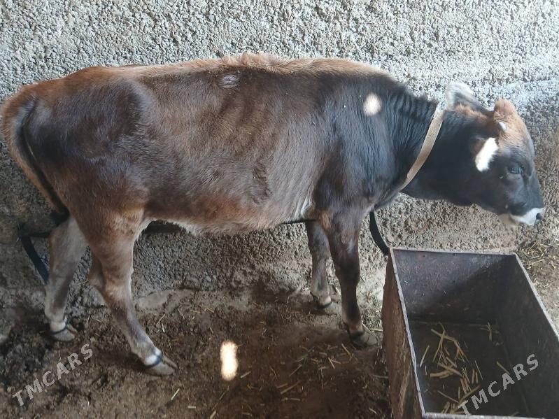 tuwe - Бузмеин - img 2