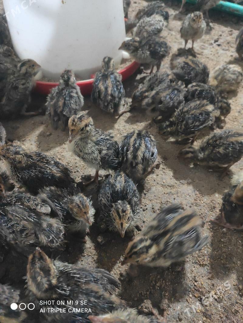 bedene - Änew - img 2