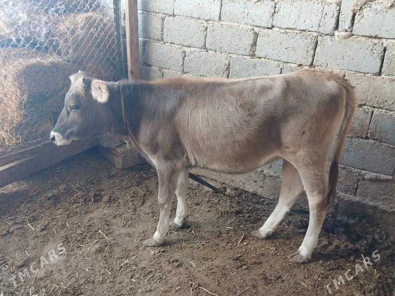 tuwe - Büzmeýin - img 1