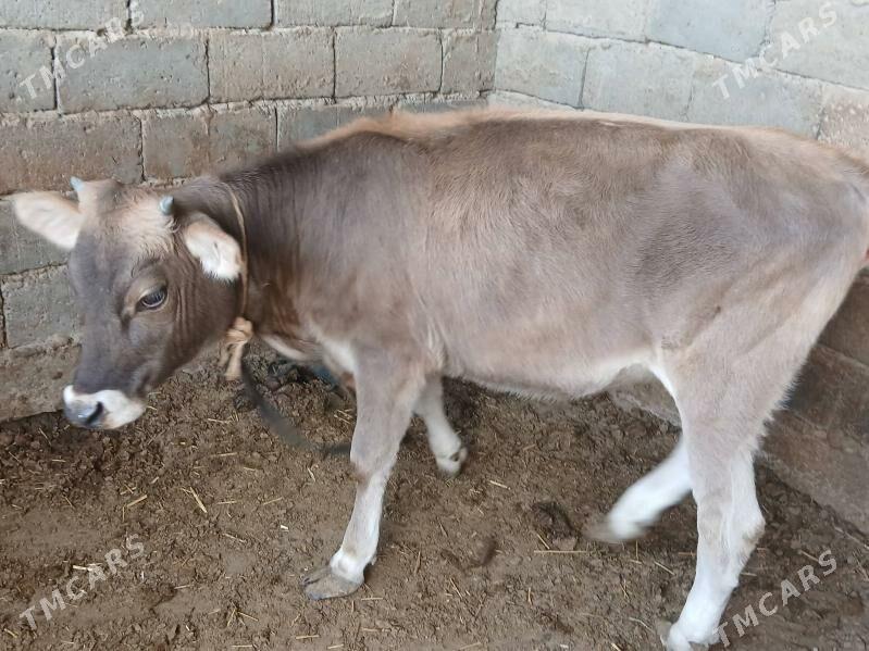 tuwe - Büzmeýin - img 2