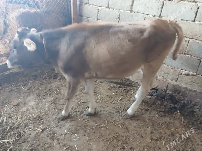 tuwe - Büzmeýin - img 3