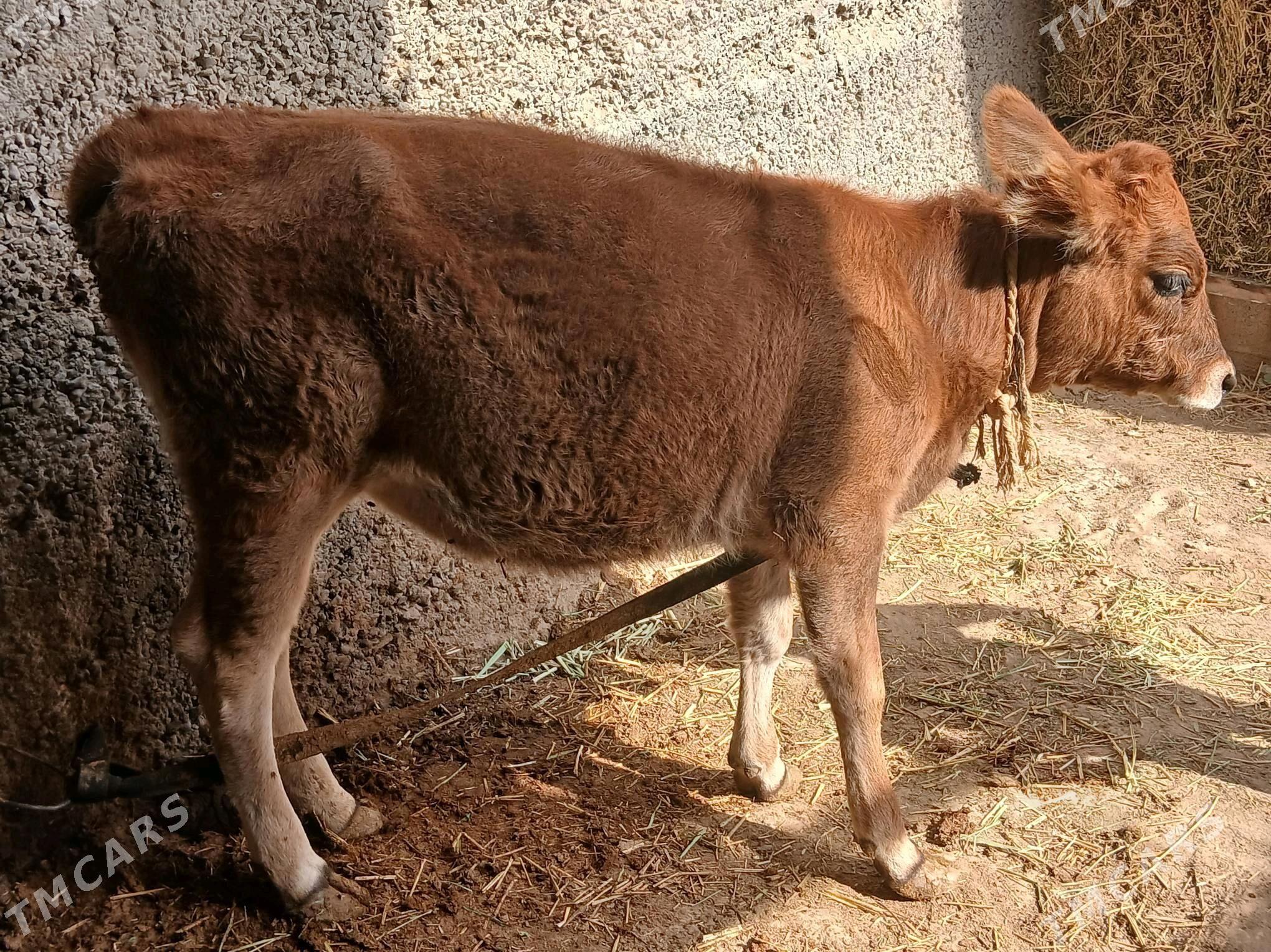 tuwe - Büzmeýin - img 1