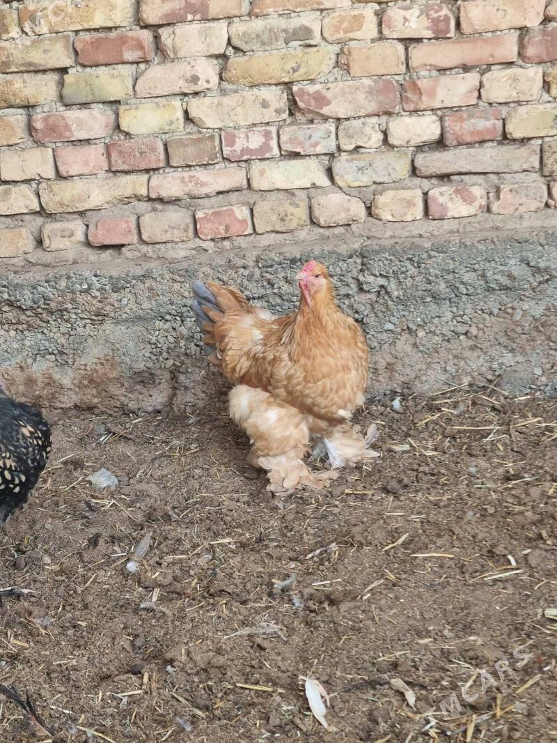 Brama - Aşgabat - img 2