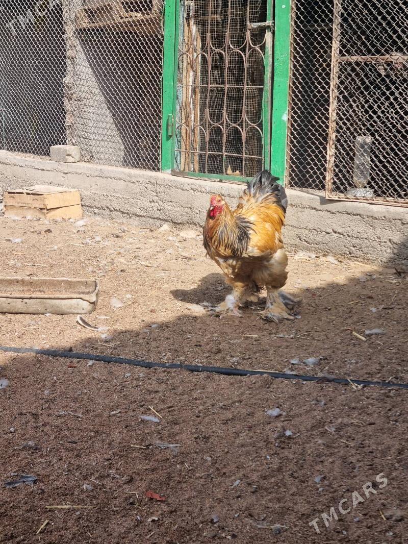 Brama - Aşgabat - img 3