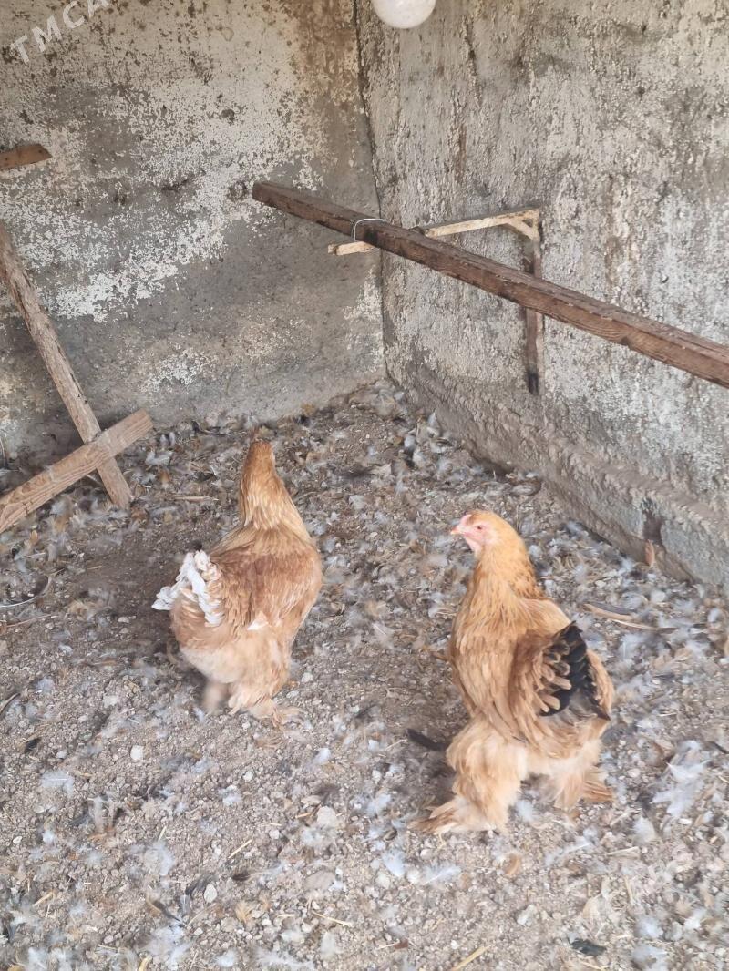 Brama - Aşgabat - img 1