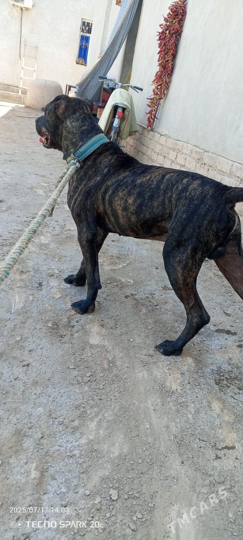 Pidbul - Gurbansoltan Eje - img 5