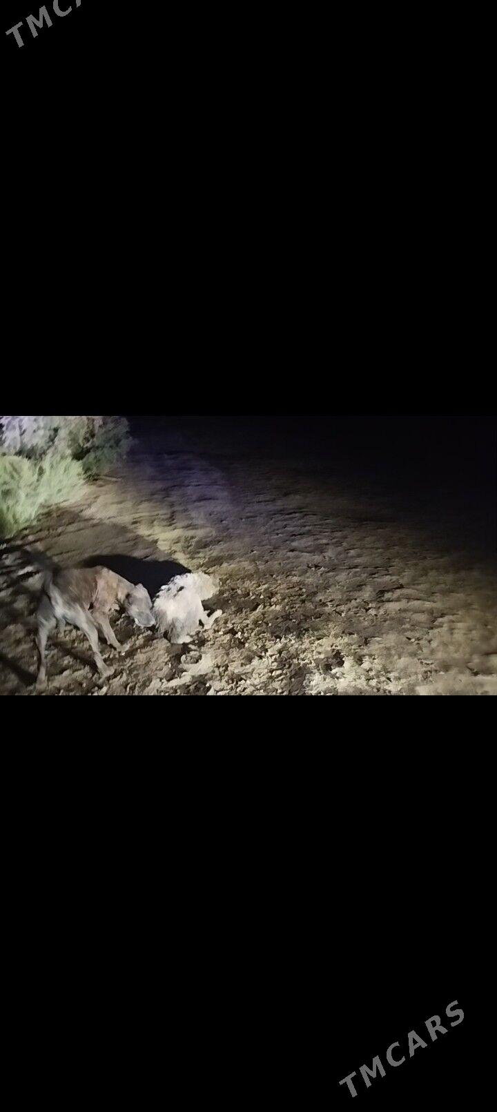 Pidbul - Gurbansoltan Eje - img 2