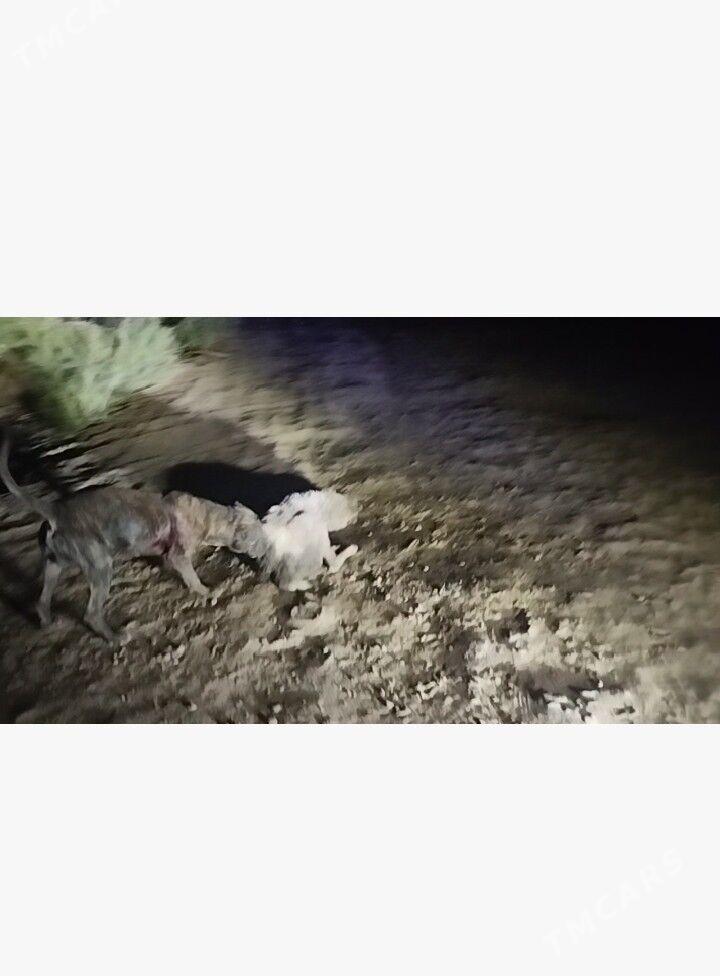 Pidbul - Gurbansoltan Eje - img 1